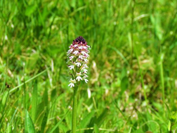 burnt-tip orchid (Neotinea ustulata) Close up of  burnt orchid or burnt-tip orchid (Neotinea ustulata) with a grass background orchis ustulata stock pictures, royalty-free photos & images