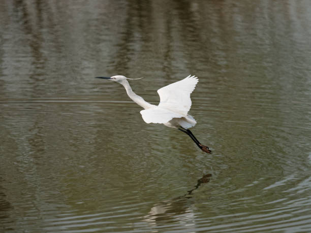 oiseau volant au-dessus du lac, grande aigreret blanche volent au-dessus de l’eau comme dansant avec des ailes ouvertes. - great white heron snowy egret heron one animal photos et images de collection