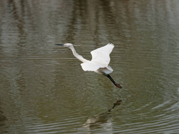 istock Flying bird over lake, great white egret fly over water like dancing with wings open. 1209850790