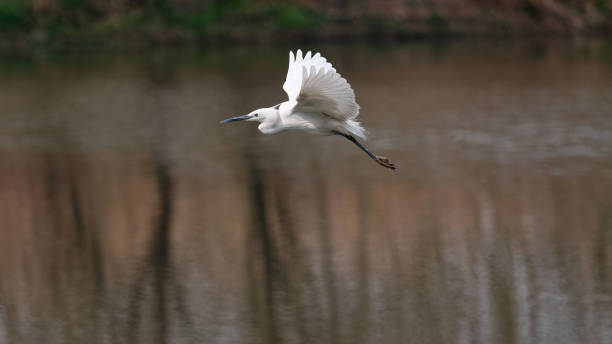istock Flying bird over lake, great white egret fly over water like dancing with wings open. 1209851362