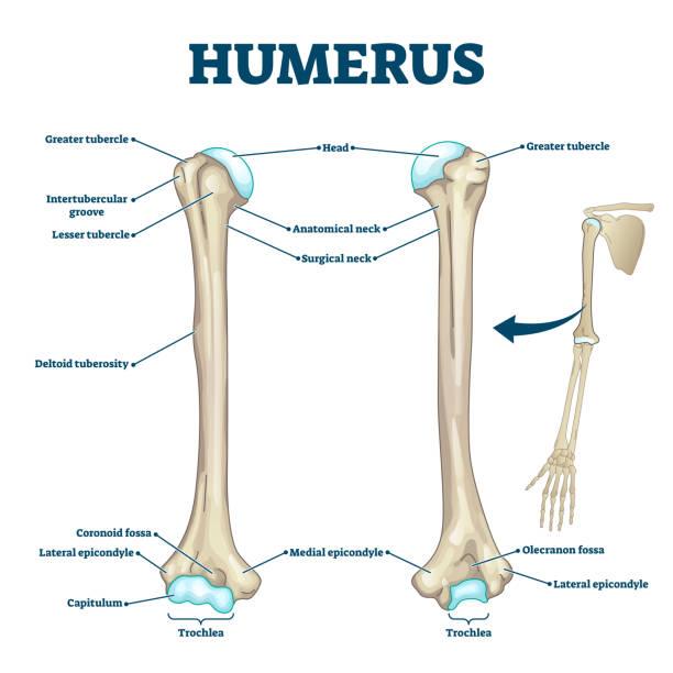 diagram ilustracji wektorowej z kość ramki ramiennej - humerus stock illustrations