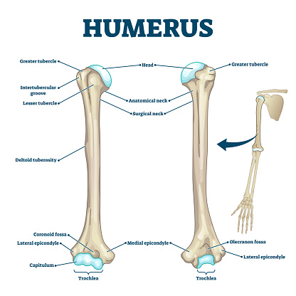 Humerus bone labeled vector illustration diagram. Long bone type in the upper arm. Skeleton anatomy scheme with greater tubercle, deltoid tuberosity, medial epicondyle, trochlea and other parts.