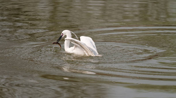 beau oiseau flottant sur le lac, grande aigreret blanche nageant au-dessus de l’eau avec le poisson dans le bec. - great white heron snowy egret heron one animal photos et images de collection