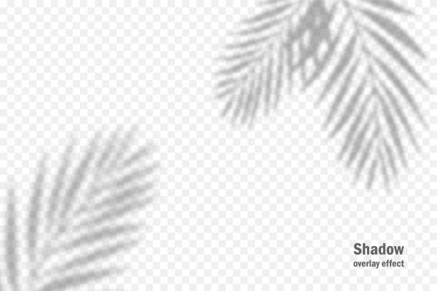 ilustraciones, imágenes clip art, dibujos animados e iconos de stock de efecto de superposición de sombras vectoriales. luz suave transparente y sombras de ramas, plantas y hojas. mockup de sombra de hoja transparente y relámpago natural. - vector horizontal digitally generated image leaf