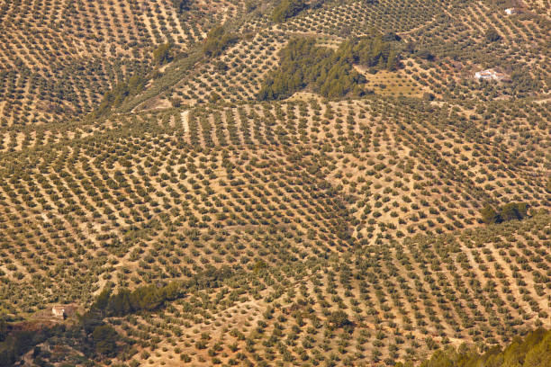 안달루시아의 올리브 나무 밭. 스페인 농업 풍경입니다. 젠 (것)젠 (것) - andalusia landscape spanish culture olive tree 뉴스 사진 이미지