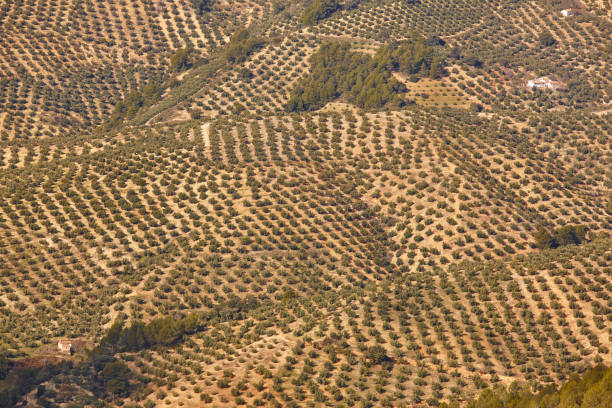 campos de oliveiras na andaluzia. paisagem agrícola espanhola. jaen - andalusia landscape spanish culture olive tree - fotografias e filmes do acervo