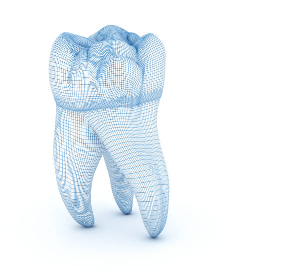 istock Morphology of First maxillary molar tooth.  Wired 3d illustration 1209853429
