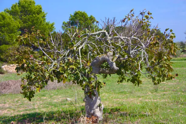 Photo of lonely fig fruit trees grown in the arid dry summer soil of the Balearic Islands in Formentera in Spain