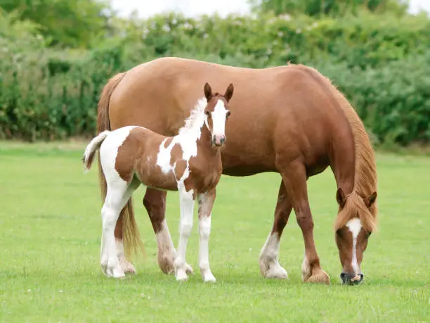 A beautiful chestnut mare with her skewbald foal stand in a paddock