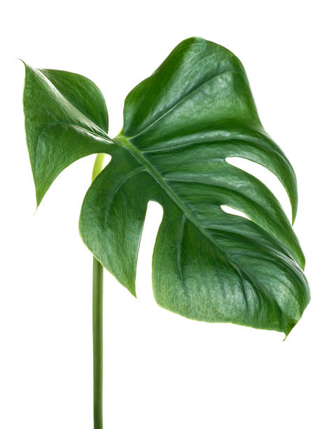 istock Green monstera tropical leaf on stem isolated on a white background 1209855036