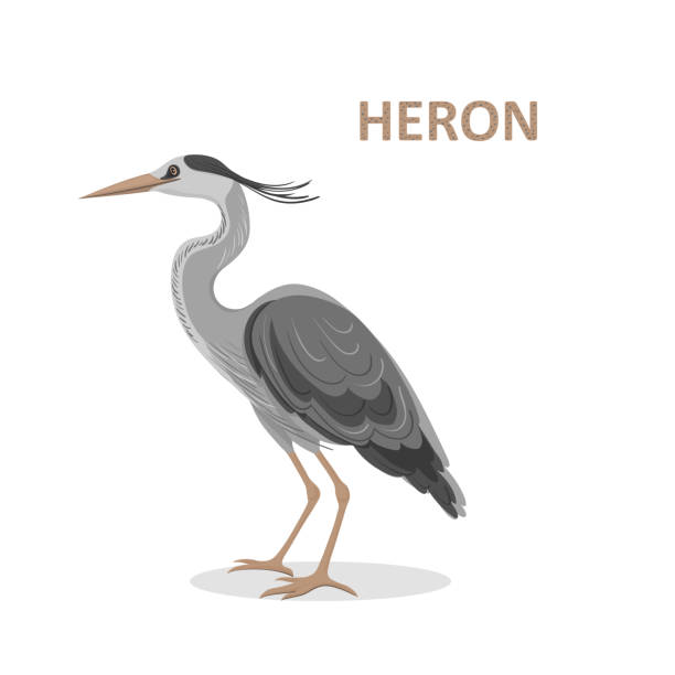 векторная иллюстрация, карикатура красивая великолимавая герон. изолированные на белом фоне - white heron stock illustrations
