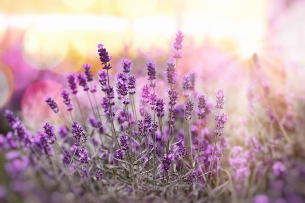 istock Selective and soft focus on lavender, lavender flowers lit by sunlight in flowerbad 1209855428
