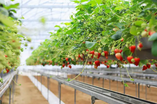 Photo of Strawberry farm planting in greenhouse, Fresh organic red berry antioxidant fruit, Modern agriculture growing method in japan.