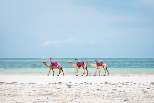 three camels walking on the beach in Diani Beach, Kenya, watamu Zanzibar with turquoise water sea and white sand tropical background landscape