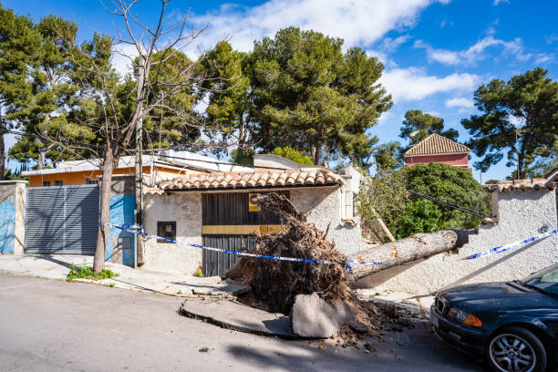 упавшие деревья ломают фасад в испании из-за шторма карин - natural disaster tornado damaged demolished стоковые фото и изображения