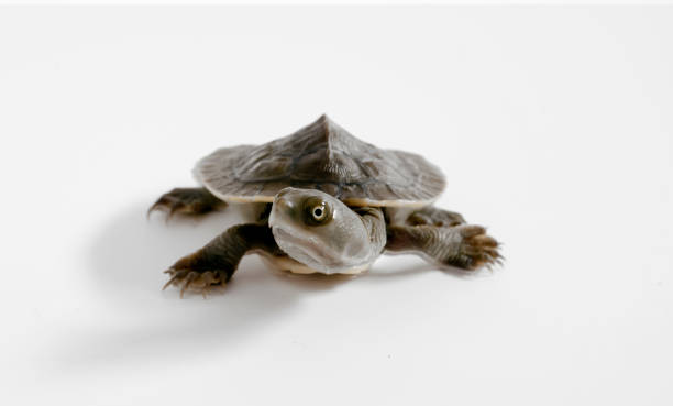istock Murray River short-necked turtle, Emydura macquarii 1209856750