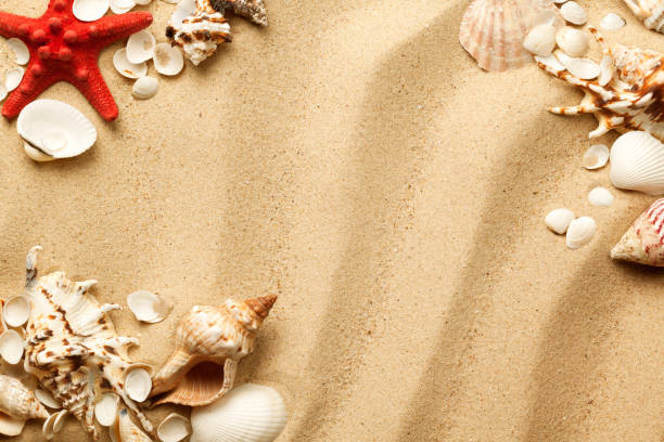 istock Seashells And Starfish On Sand Background 1209858119
