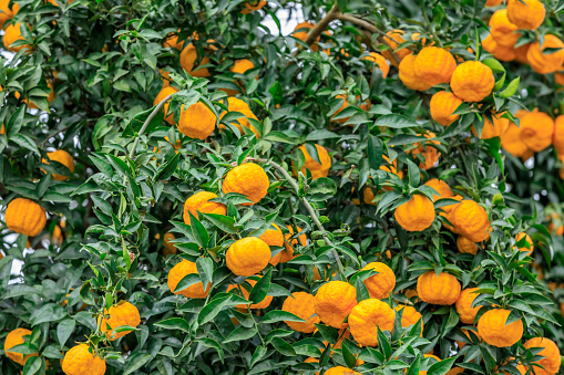 Delicious oranges in autumn orchard,China