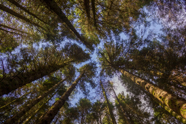 istock treetops seen from the ground 1209860269