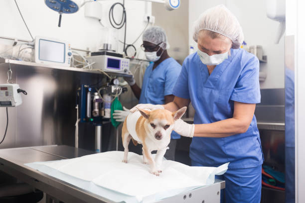 istock Image of dog on the operating table and doctor 1209862563
