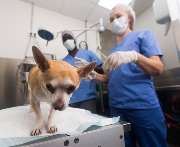 istock Chihuahua dog on the operating table in a veterinary clinic 1209862649