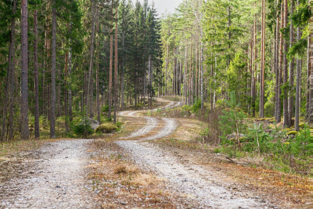 Small winding road passing through a fir and pine forest stock photo