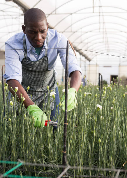 istock Male gardener with scissors cutting carnation plants indoors 1209863986
