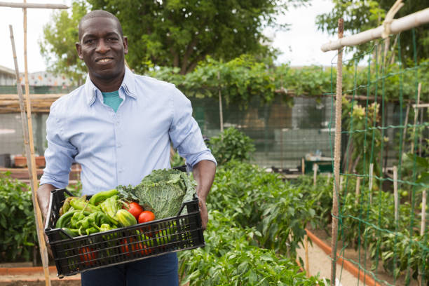 istock Smiling afro-american man harvesting vegetables in a box 1209864011