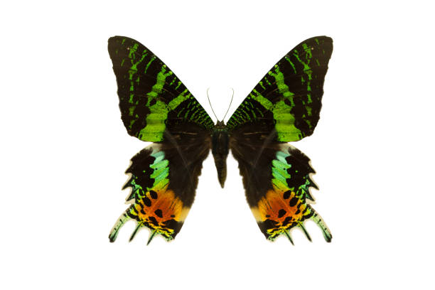 istock Color beautiful butterfly flying, isolated on white 1209864462
