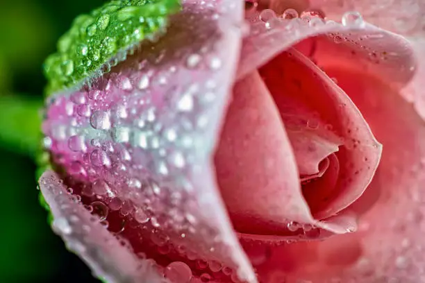 Rosebud pink flower with water drops on the petals  with side light in detail