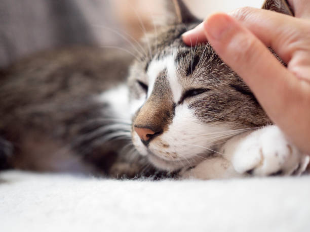 istock Touch  a cat sit on the chair at home 1209865868