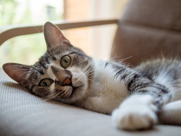 istock Cat lying on the chair 1209865885