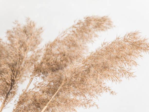 istock Dry beige reed on a white wall background. Beautiful nature trend decor. Minimalistic neutral concept. Closeup 1209866614