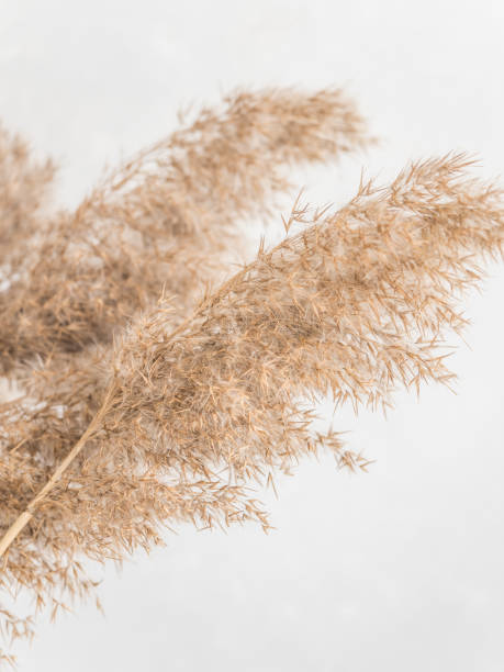 istock Dry beige reed on a white wall background. Beautiful nature trend decor. Minimalistic neutral concept. Closeup 1209866621