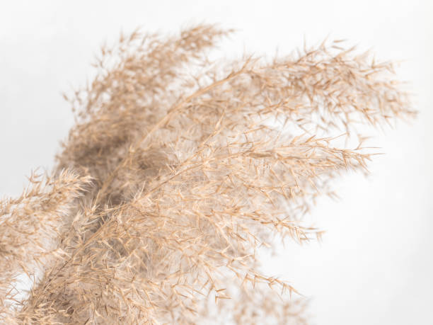 istock Dry beige reed on a white wall background. Beautiful nature trend decor. Minimalistic neutral concept. Closeup 1209866642