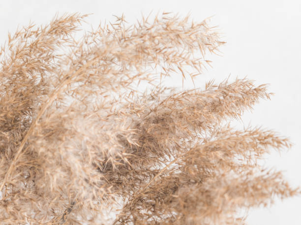 istock Dry beige reed on a white wall background. Beautiful nature trend decor. Minimalistic neutral concept. Closeup 1209866643