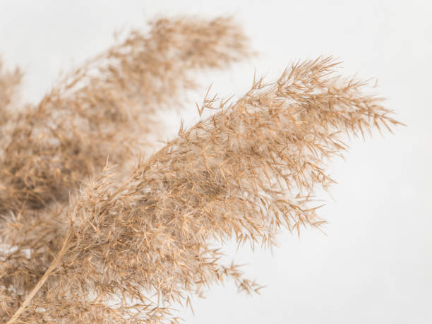 istock Dry beige reed on a white wall background. Beautiful nature trend decor. Minimalistic neutral concept. Closeup 1209866647