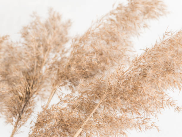 istock Dry beige reed on a white wall background. Beautiful nature trend decor. Minimalistic neutral concept. Closeup 1209866653