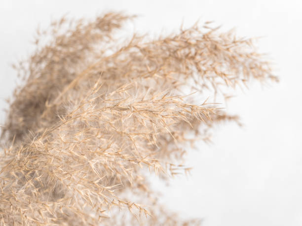 istock Dry beige reed on a white wall background. Beautiful nature trend decor. Minimalistic neutral concept. Closeup 1209866659