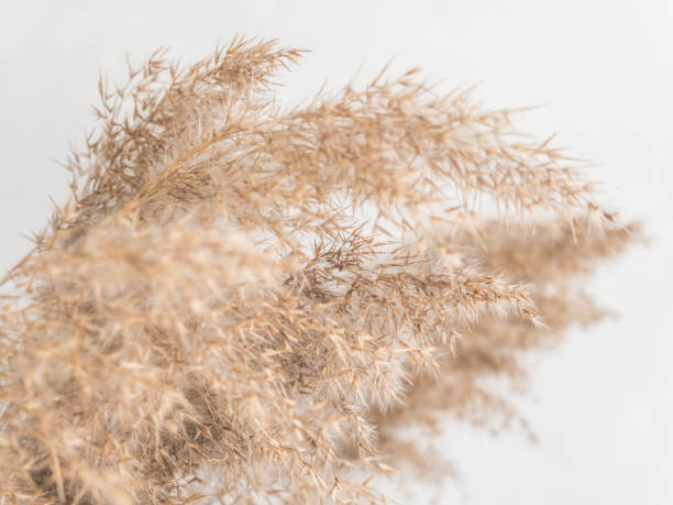istock Dry beige reed on a white wall background. Beautiful nature trend decor. Minimalistic neutral concept. Closeup 1209866661