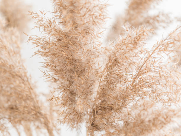 istock Dry beige reed on a white wall background. Beautiful nature trend decor. Minimalistic neutral concept. Closeup 1209866670