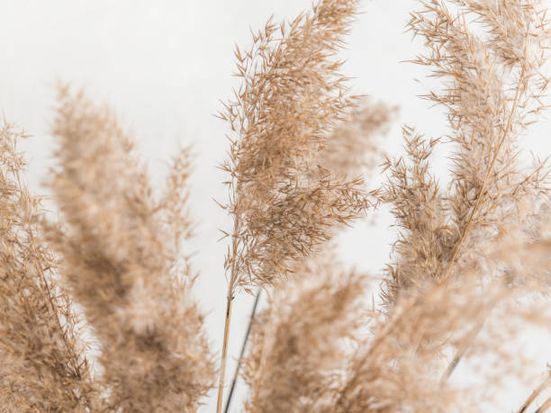 istock Dry beige reed on a white wall background. Beautiful nature trend decor. Minimalistic neutral concept. Closeup 1209866678