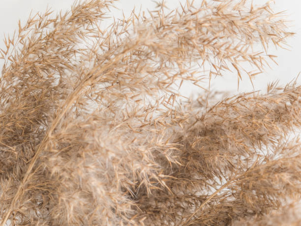 istock Dry beige reed on a white wall background. Beautiful nature trend decor. Minimalistic neutral concept. Closeup 1209866695