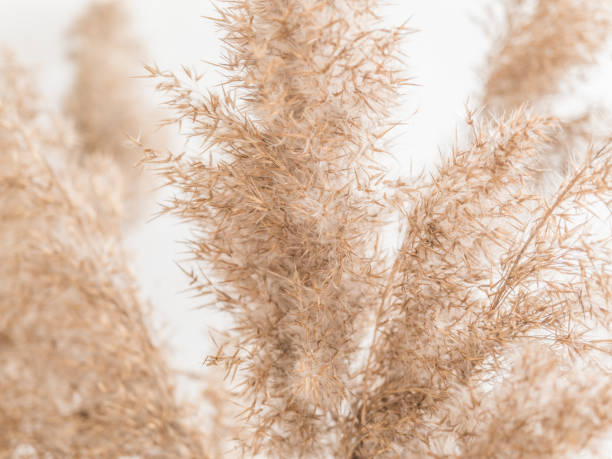 istock Dry beige reed on a white wall background. Beautiful nature trend decor. Minimalistic neutral concept. Closeup 1209866729