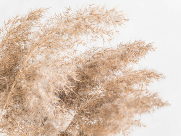 istock Dry beige reed on a white wall background. Beautiful nature trend decor. Minimalistic neutral concept. Closeup 1209866730