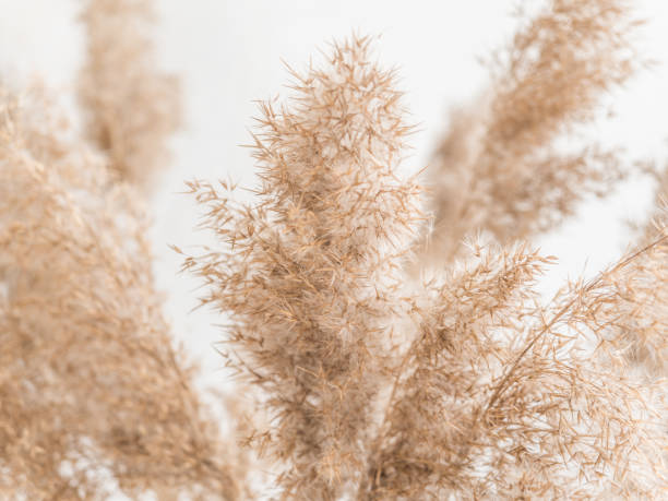 istock Dry beige reed on a white wall background. Beautiful nature trend decor. Minimalistic neutral concept. Closeup 1209866740