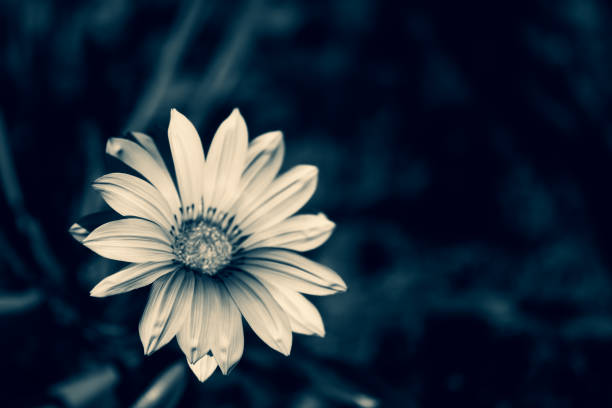 istock Spring flower with artistic color filter on blurred background. 1209866862