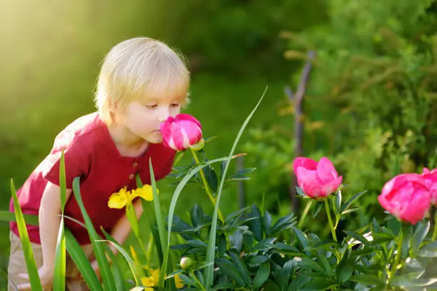 Photo of Cute little boy is smelling purple peonies in sunny domestic garden. Farming, gardening and childhood concept