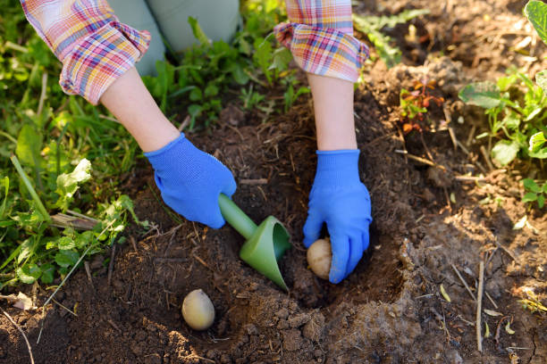 istock Woman planting potatoes in the backyard. 1209867614