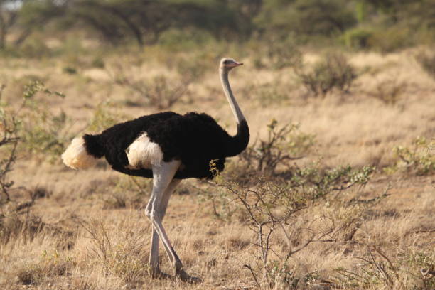 istock Ostrich Walking on Dry Grassland 1209868421
